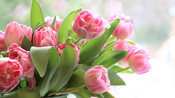 kwiaty tulipany